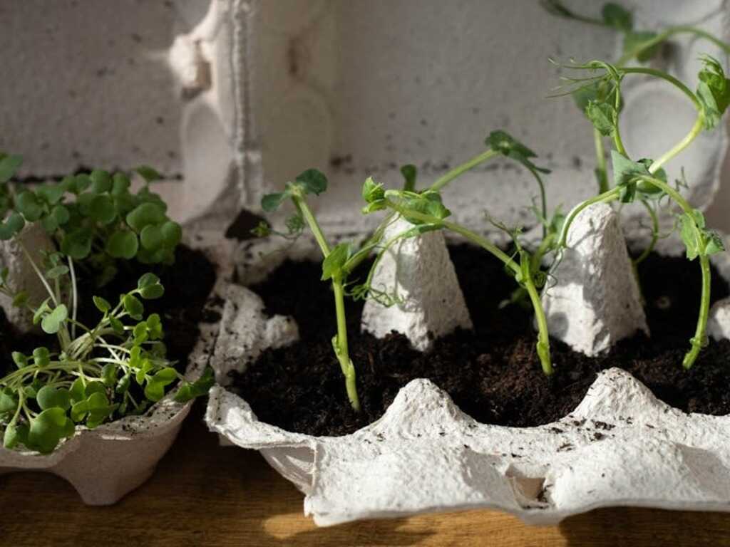 Egg cartons repurposed as small planters, growing green seedlings in soil under natural sunlight, showcasing an eco-friendly gardening method.