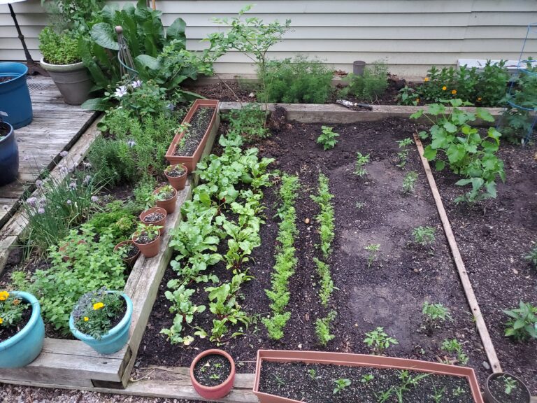 In-Ground Vegetable Garden bordered by an herb garden