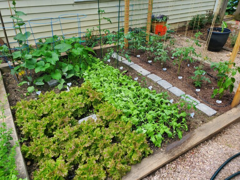 Vegetable garden demonstrating key garden deesign principles such as grouping plants, organizing by height, companion planting, and accessible pathways.