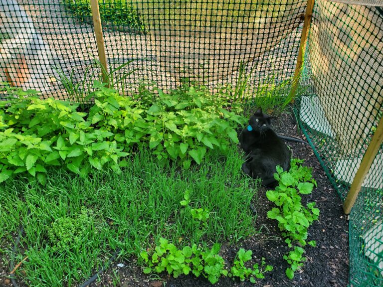Black cat in a cat garden full of cat grass, cat mint, catnip, and other pet-friendly plants.
