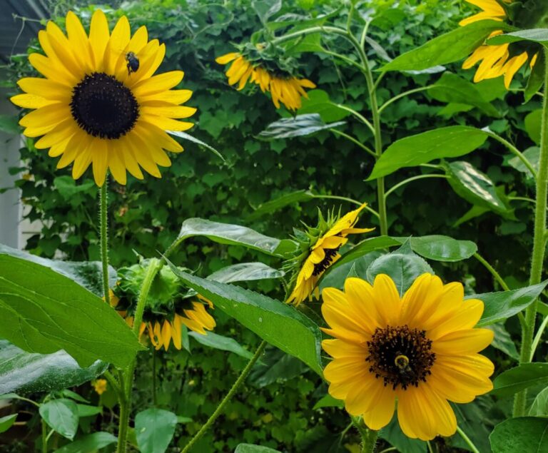 Pollinator garden full of sunflowers attracting bees.