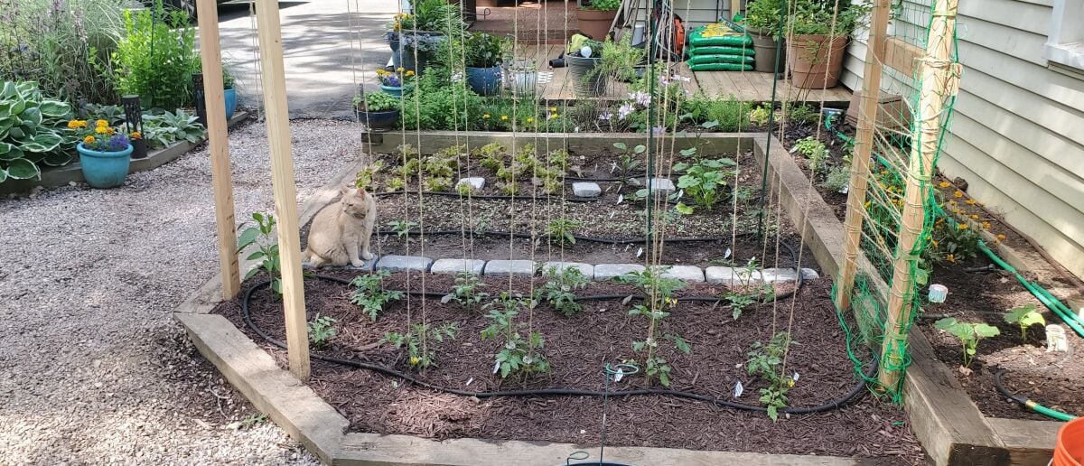 vegetable garden with a cat sitting on path